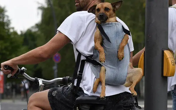 ransel untuk mengangkut anjing dengan sepeda