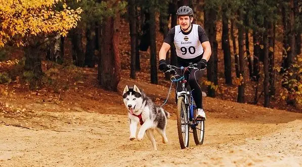 Cara mengangkut anjing dengan sepeda: cara terbaik